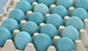 Gallinas de Huevos Azules 2