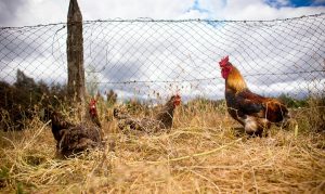 ecologicas gallinas
