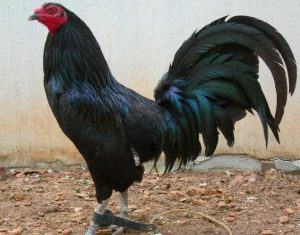 Gallo americano de color negro 