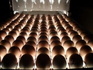 Temperatura para incubar huevos