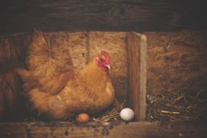 gallinas con huevos