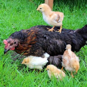 Cómo es la reproducción de las gallinas